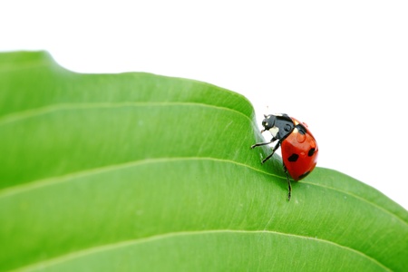 ladybug on big green leafの写真素材