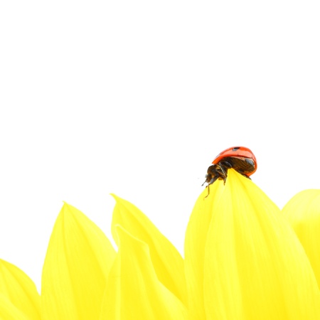 ladybug on sunflower isolated white backgroundの写真素材
