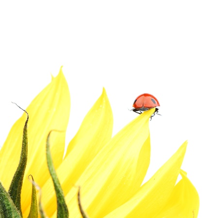 ladybug on sunflower isolated white backgroundの写真素材