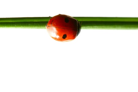 summer red  ladybug on grassの写真素材