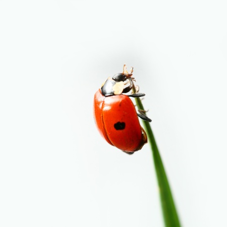summer red  ladybug on grassの写真素材