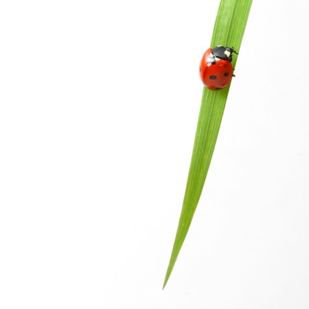 red ladybug on green grass isolatedの写真素材