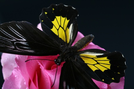 butterfly on a pink roseの写真素材