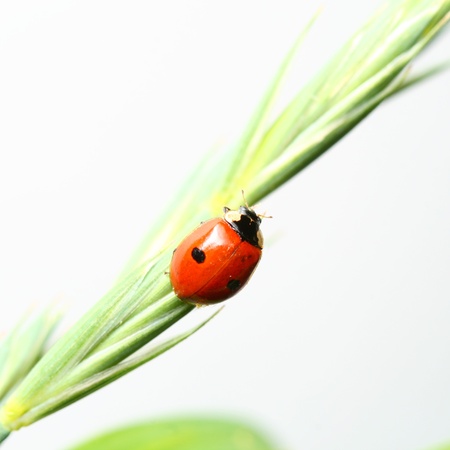 summer red  ladybug on grassの写真素材