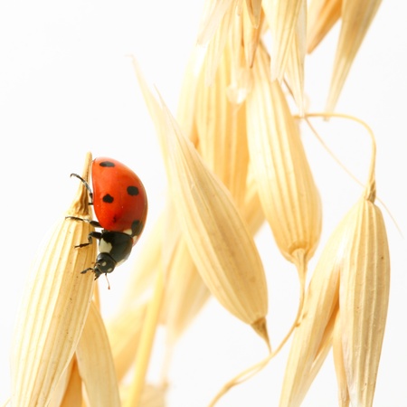 ladybug on wheat isolated white backgroundの写真素材
