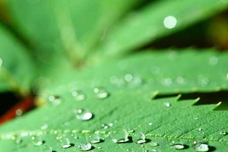 natural waterdrop on green leaf macro