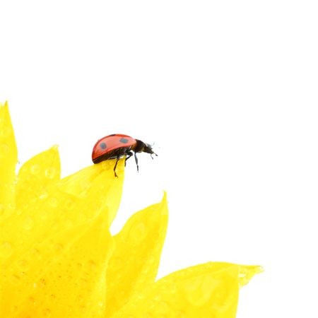 ladybug on sunflower isolated white backgroundの写真素材