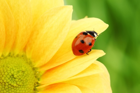 ladybug on yellow flower grass on backgroundの写真素材