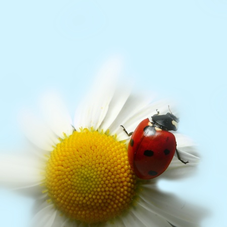 summer ladybug on white camomileの写真素材