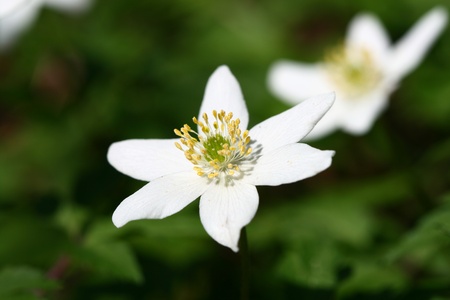 white spring windflowerの写真素材