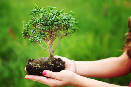 bonsai in hands on green grass backgroundの写真素材