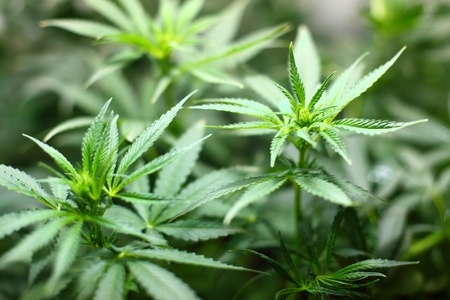 cannabis background macro close upの写真素材