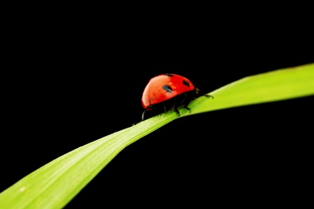 ladybug on grass isolated black backgroundの写真素材
