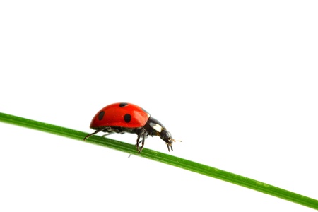 ladybug on grass isolated macro