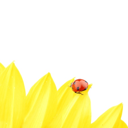 ladybug on sunflower isolated white backgroundの写真素材