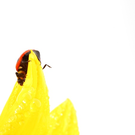 ladybug on sunflower isolated white backgroundの写真素材