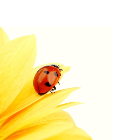 ladybug on yellow flower grass on backgroundの写真素材