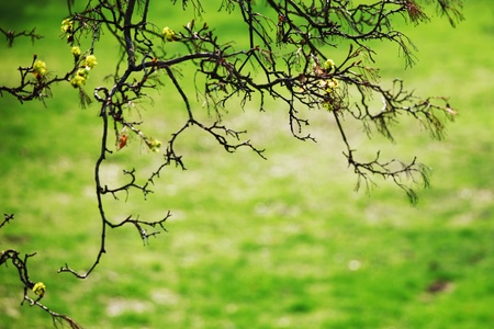 branches on a background of grassの写真素材