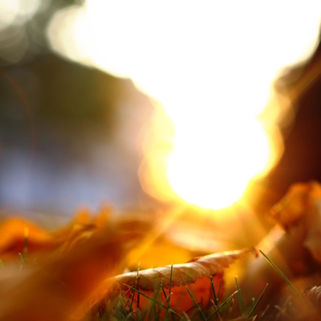  golden leaves on last green grassの写真素材