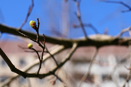green leaf foliage nature beautiful backgroundの写真素材