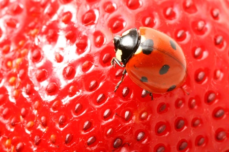strawberry ladybug gourmet macro close upの写真素材