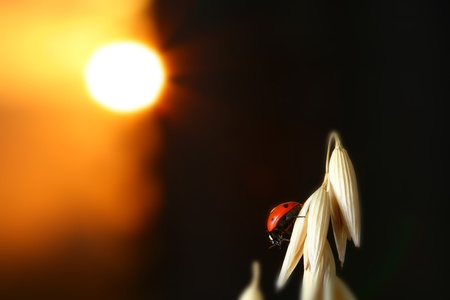 sunrise red ladybug on wheatの写真素材