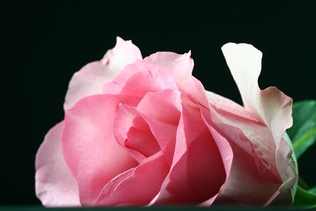 fresh pink roseの写真素材