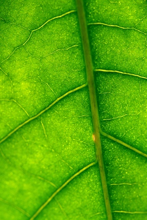 macro green leaf structure backgroundの写真素材