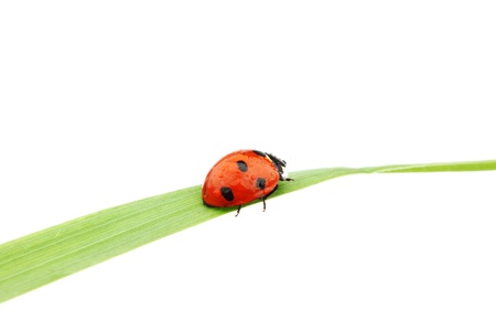 ladybug on grass isolated macroの写真素材