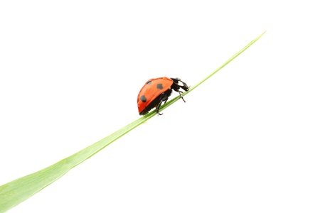 ladybug on grass isolated macroの写真素材