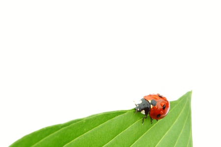 ladybug on big green leafの写真素材