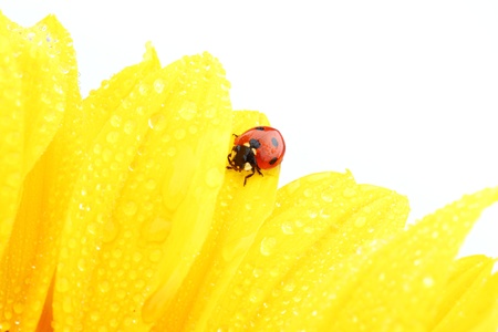 ladybug on sunflower isolated white backgroundの写真素材