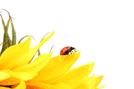 ladybug on sunflower isolated white backgroundの写真素材