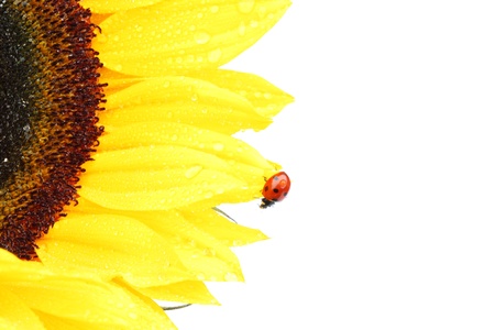 ladybug on sunflower isolated white backgroundの写真素材