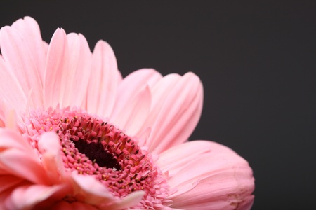 pink chrysanthemumの写真素材
