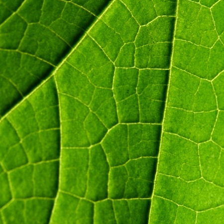 green leaf close up nature backgroundの写真素材