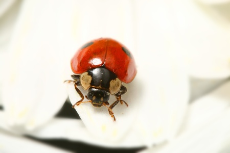 ladybug on white camomile summer backgroundの写真素材
