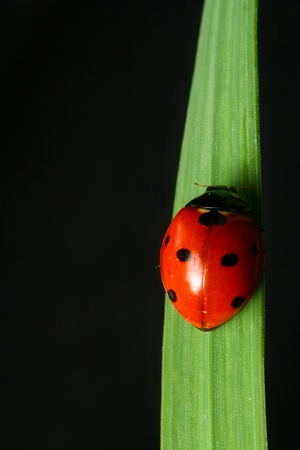 ladybug on grass black backgroundの写真素材