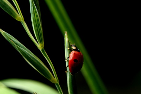 summer red  ladybug on grassの写真素材