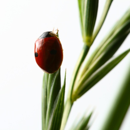 summer red  ladybug on grassの写真素材