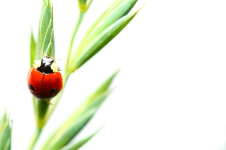 summer red  ladybug on grassの写真素材