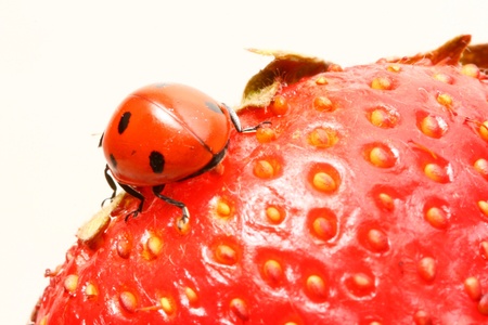 strawberry ladybug gourmet macro close upの写真素材