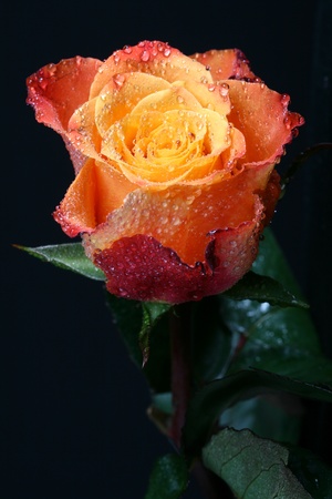 dew on fresh orange roseの写真素材