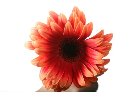 beautiful orange spring flower close-up の写真素材