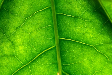 macro green leaf structure background macro green leaf structure background