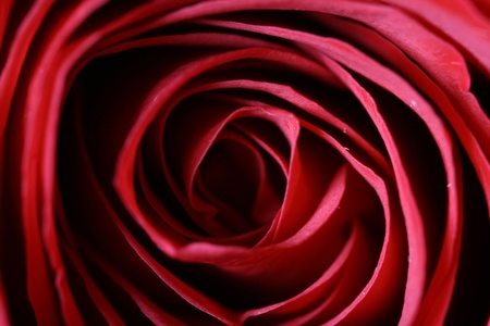 red rose macro close up bloom beautifulの写真素材