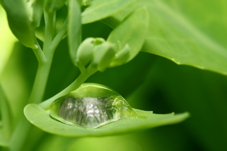 natural waterdrop on green leaf macroの写真素材