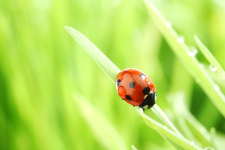 ladybug on grass in water dropsの写真素材