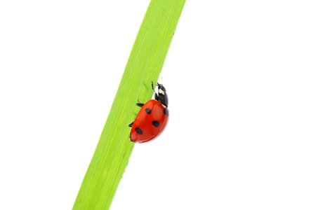 ladybug on grass isolated macroの写真素材