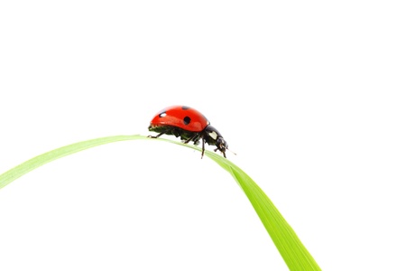 ladybug on grass isolated macroの写真素材